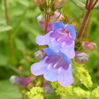 Penstemon heterophyllus 'Catherine de la Mare'