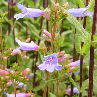 Penstemon heterophyllus 'Catherine de la Mare'