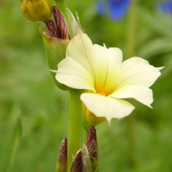 Sisyrinchium striatum