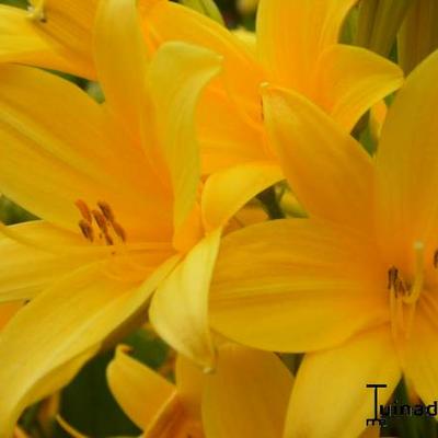 Hemerocallis lilioasphodelus - Gelbe Taglilie - Hemerocallis lilioasphodelus