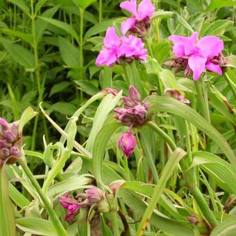 Tradescantia andersoniana 'Red Grape'