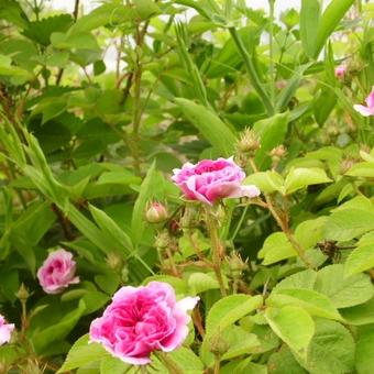 Rosa 'Russelliana'