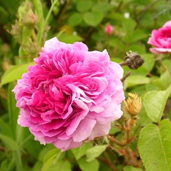 Rosa 'Russelliana'