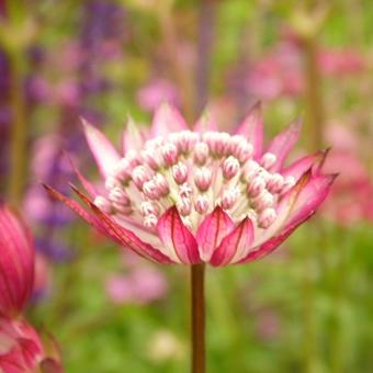 Astrantia carniolica 'Rubra'