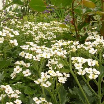 Crambe maritima