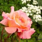 Rosa 'Augusta Luise' - 