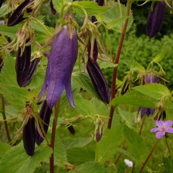 Campanula punctata 'Sarastro'