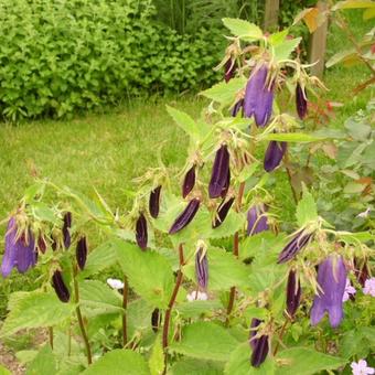 Campanula punctata 'Sarastro'