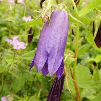 Campanula punctata 'Sarastro'