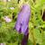 Campanula punctata 'Sarastro'