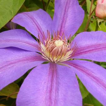 Clematis 'Lawsoniana'