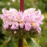 Phlomis tuberosa 'Amazone' - Phlomis tuberosa 'Amazone'