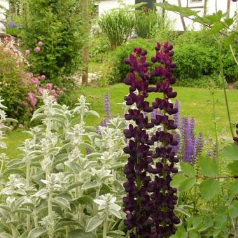 Lupinus polyphyllus 'Witchet'