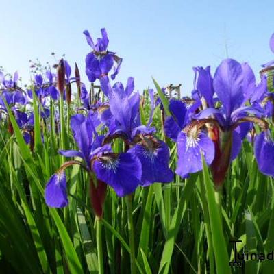 Iris sibirica - 