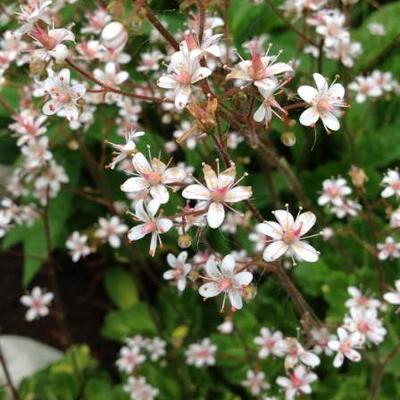 Saxifraga x urbium - Porzellanblümchen