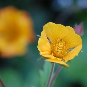 Geum x heldreichii 'Georgenberg'