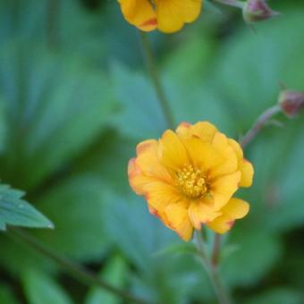 Geum x heldreichii 'Georgenberg'