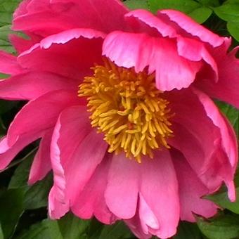 Paeonia lactiflora 'Little Medicine Man'