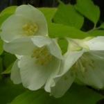 Philadelphus coronarius 'Aureus'