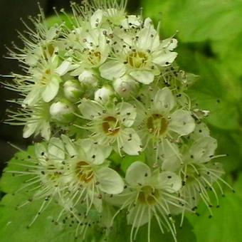 Physocarpus opulifolius 'Dart's Gold'