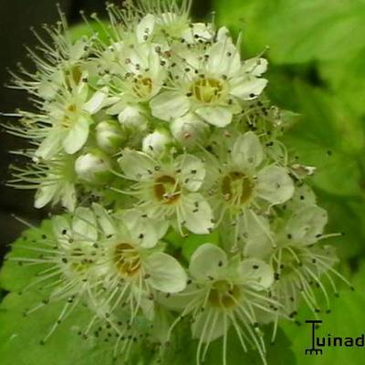 Physocarpus opulifolius 'Dart's Gold' - 