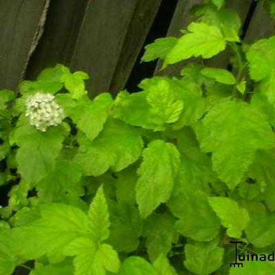 Physocarpus opulifolius 'Dart's Gold' - Physocarpus opulifolius 'Dart's Gold'