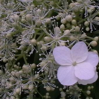 Hydrangea anomala subsp. petiolaris