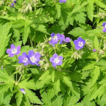 Geranium sylvaticum 'Amy Doncaster'