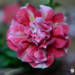 Petunia Tumbelina 'Cherry Ripple' - 