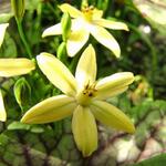 Triteleia ixioides 'Starlight'  - 