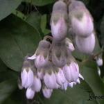 Deutzia scabra - DEUTZIE  RUDE