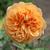 Rosa 'Crown Princess Margareta'