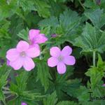 Geranium x oxonianum 'Rose Clair' - 