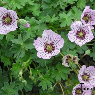 Geranium cinereum 'Rothbury Gem' - 