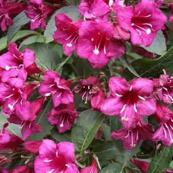 Weigela 'Bristol Ruby'