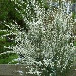 Cytisus x praecox 'White Lion' - 