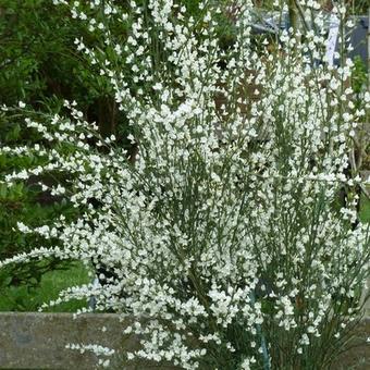 Cytisus x praecox 'White Lion'