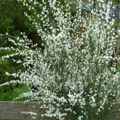 Cytisus x praecox 'White Lion'