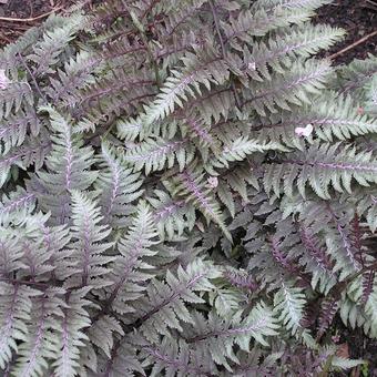 Athyrium niponicum 'Metallicum'