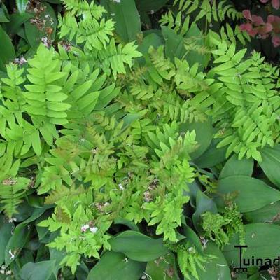 Osmunda regalis - Königsfarn - Osmunda regalis