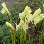 Roscoea cautleyoides - 