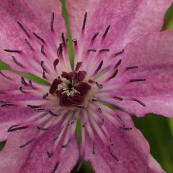 Clematis 'Pink Fantasy'