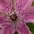 Clematis 'Pink Fantasy'