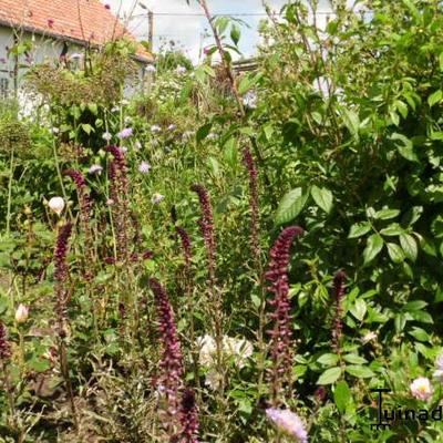 Lysimachia atropurpurea 'Beaujolais' - 