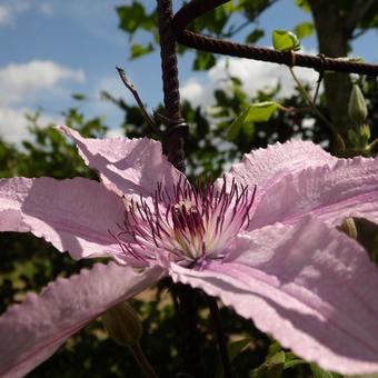 Clematis 'Hagley Hybrid'