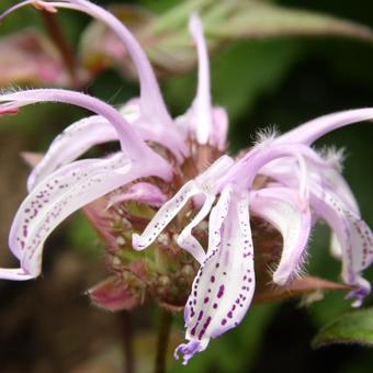 Monarda bradburiana