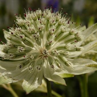 Astrantia major 'Superstar'