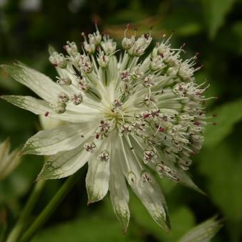 Astrantia major 'Superstar'