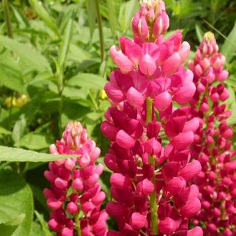 Lupinus russell  'My Castle'