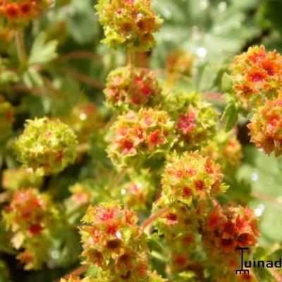 Alchemilla erythropoda